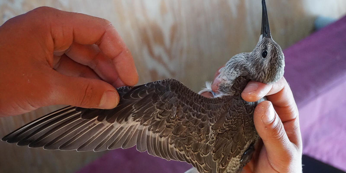 Juvenile plumage with fringes