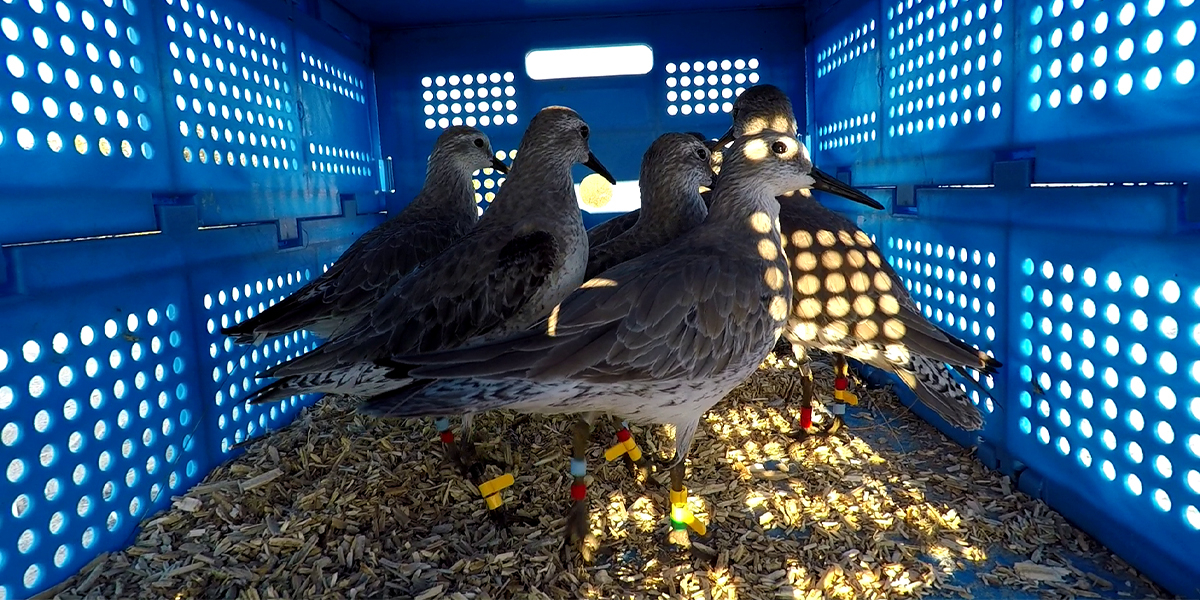Tagged birds in a crate, ready to be released