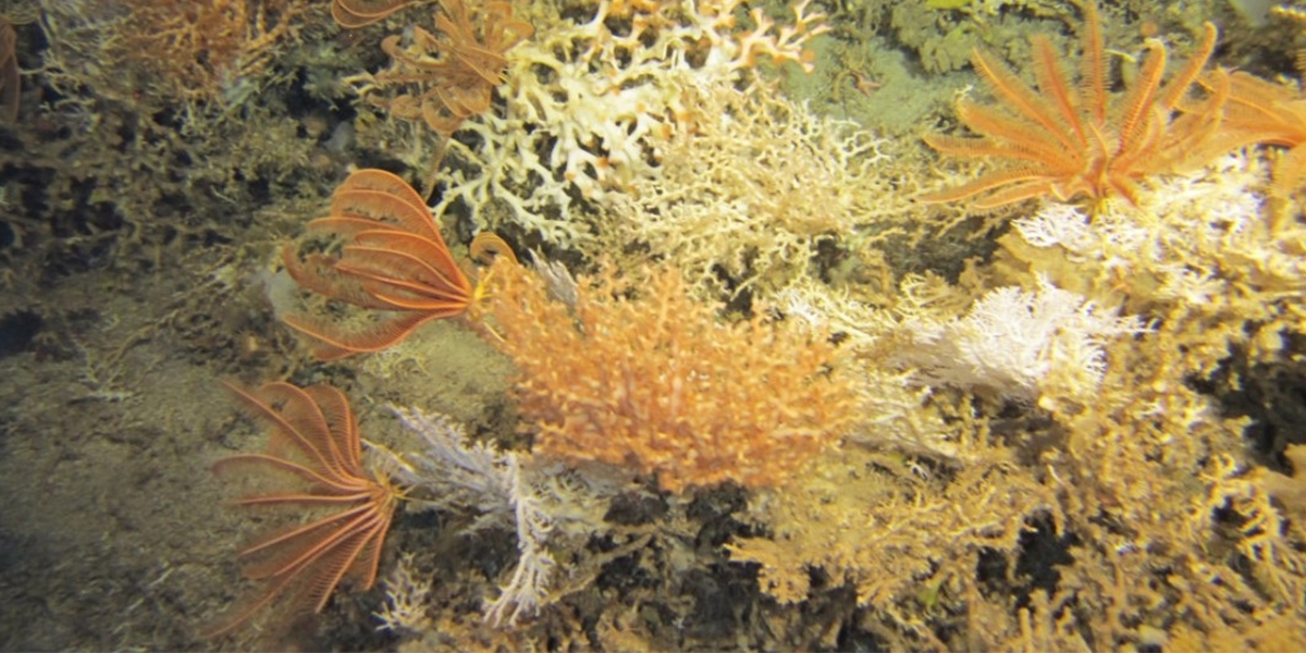 Detail of a cold-water coral reef community: Corals and crinoids. Photo taken by ROV 'Genesis' during the Rockall Bank Expedition.