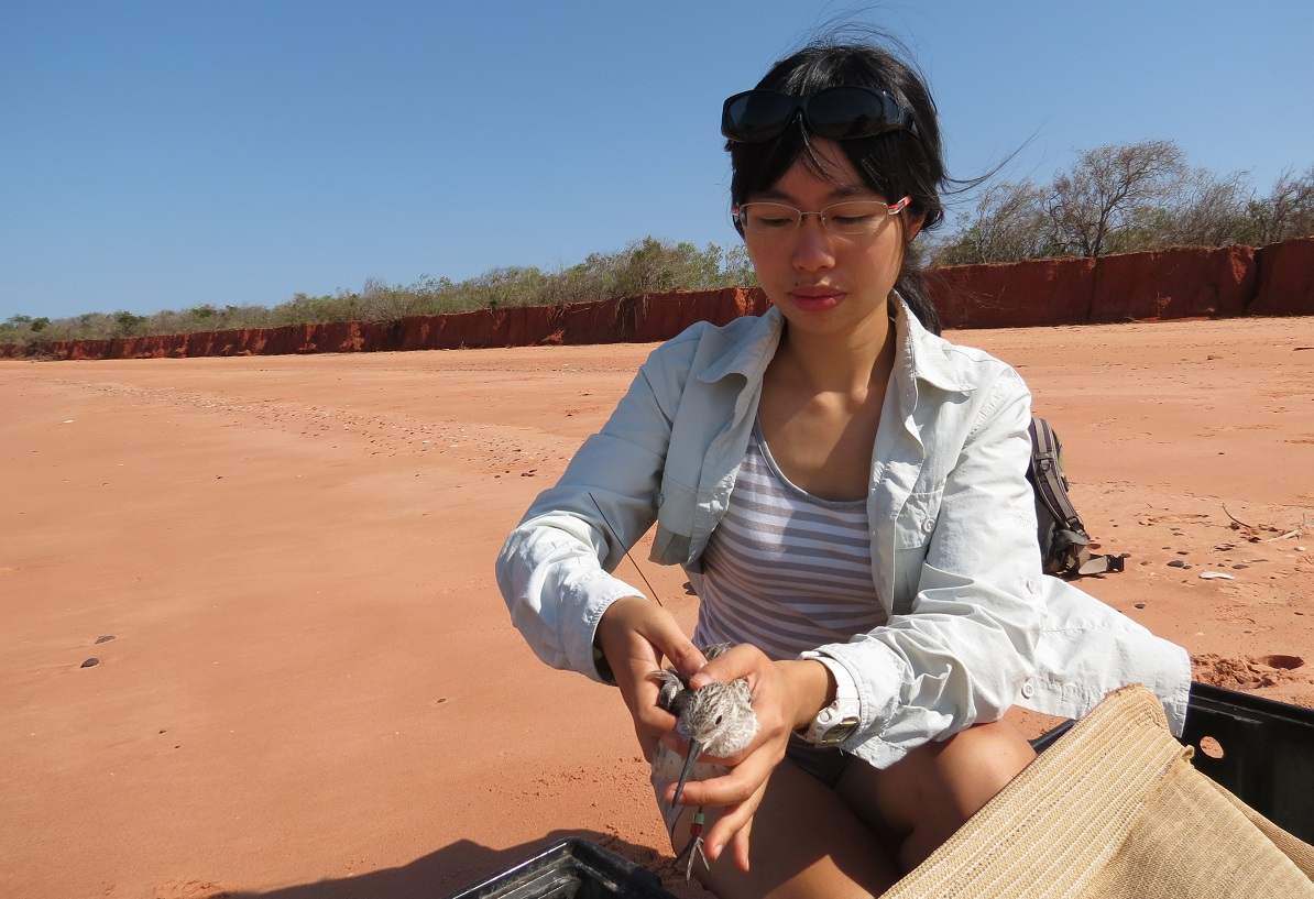 Ying Chi Chan releasing tagged great knots in Roebuck Bay, northwest Australia.