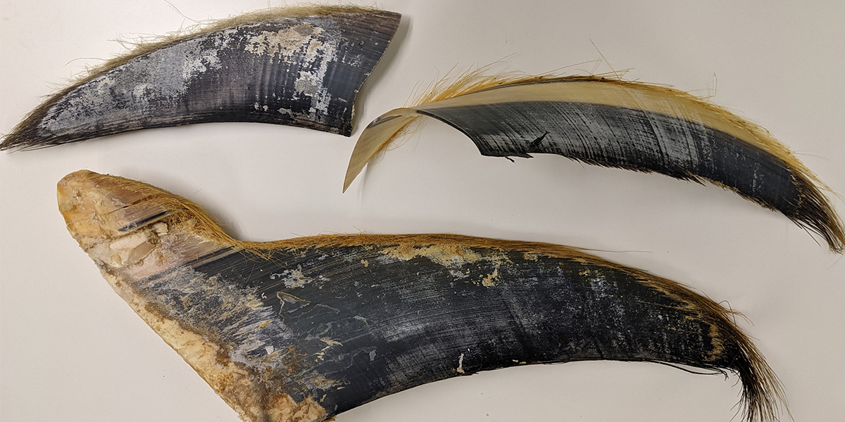 A fin whale baleen on the lab bench prior to processing for stable isotope analysis. Photo: Philip Riekenberg