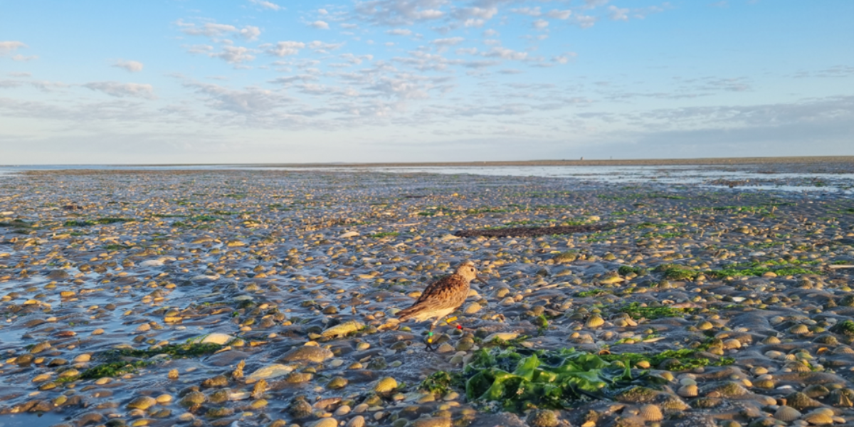 Een bonte strandloper met kleurringen en zender (foto: Evy Gobbens)