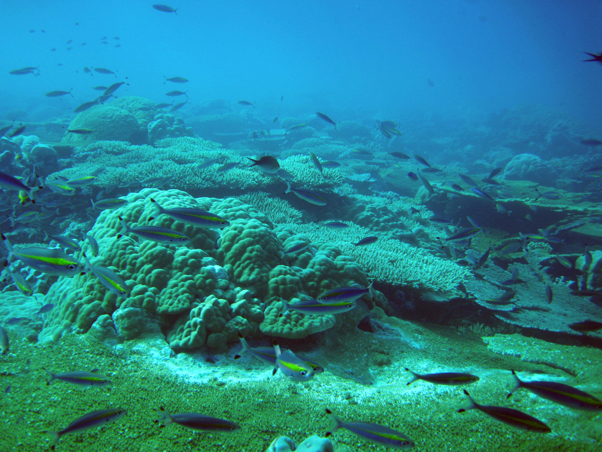 Een gezond en actief groeiend rif met hoge koraalbedekking bij het eiland (Indische Oceaan). Deze foto is genomen voor de verbleking van het koraal in 2016. Foto: Chris Perry, University of Exeter.