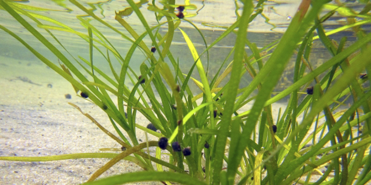 Seagrass <i>Zostera marina</i> in the Wadden Sea. Photo: Laura Govers