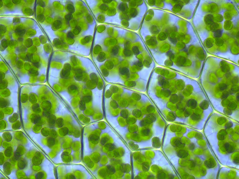 Chlorophyll, concentrated in the chloroplasts in plants and algae, is essential for the process to absorb energy from light. Photo: Kristian Peters / Wikimedia