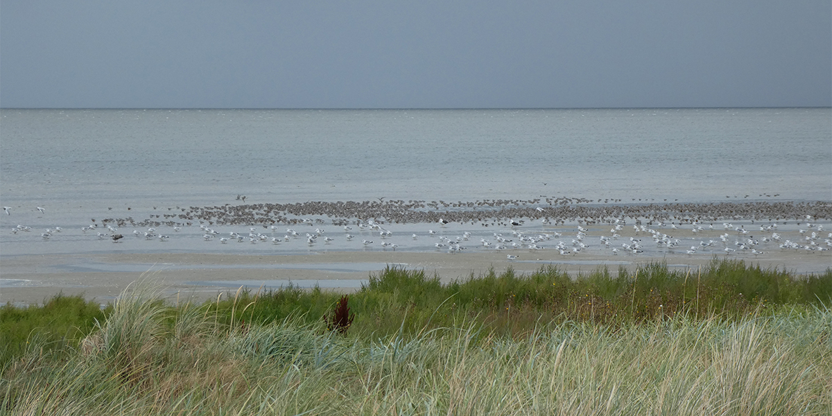 Ring-reading in a group of roosting shorebirds