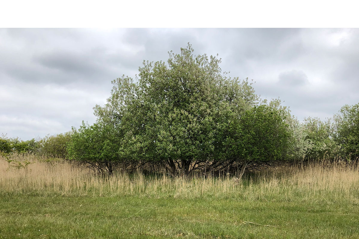 Deer grazing determines how high the vegetation must be to get out of reach. Photo: Jim van Belzen