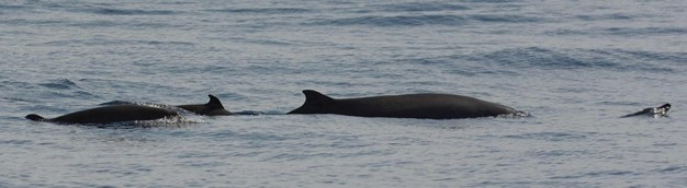 Sowerby’s beaked whales (Mesoplodon bidens) surfacing in the waters off Terceira Island, Azores. Picture: Kelp Marine Research