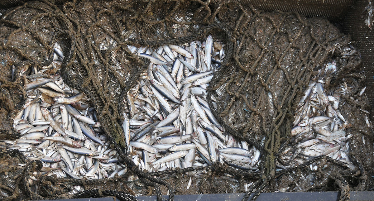 Approximately one metric tonnne of adult Herrings, caught in a power station cooling water intake. Photo: Robin Somes