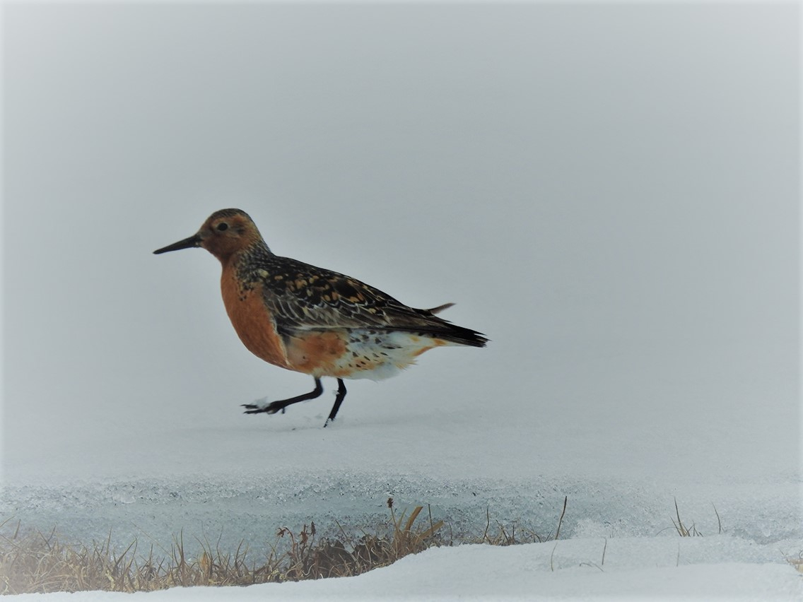 8 June 2019 The first knots appear. This one, male K44, has its territory just next to the camp and three days later Job will find its nest.