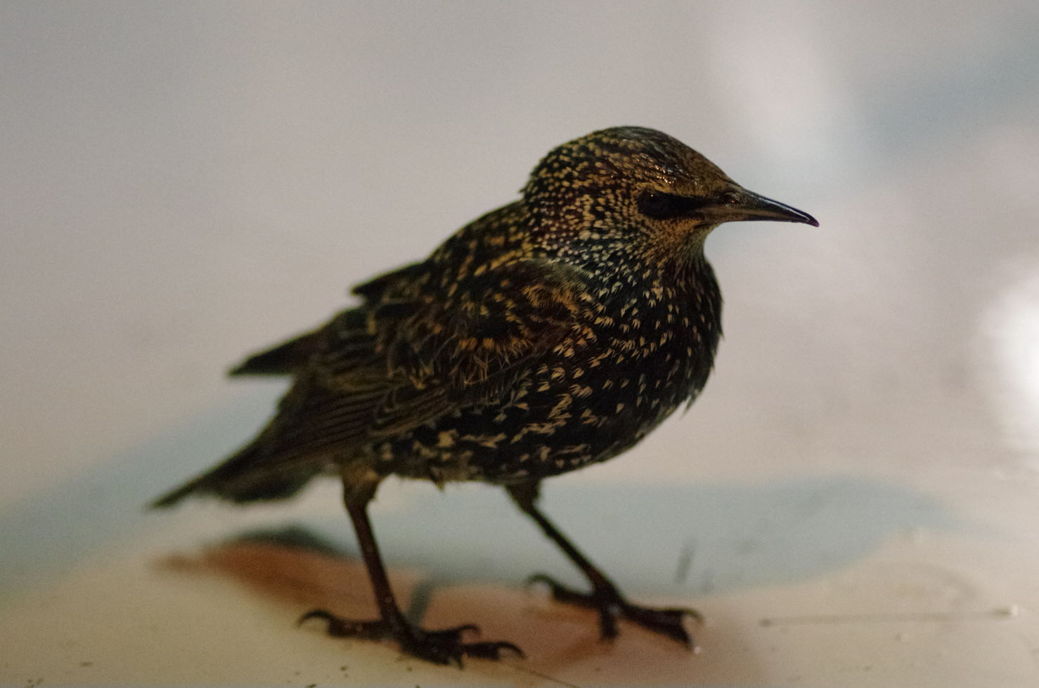 Spreeuw op bezoek. Foto: Lodewijk van Walraven