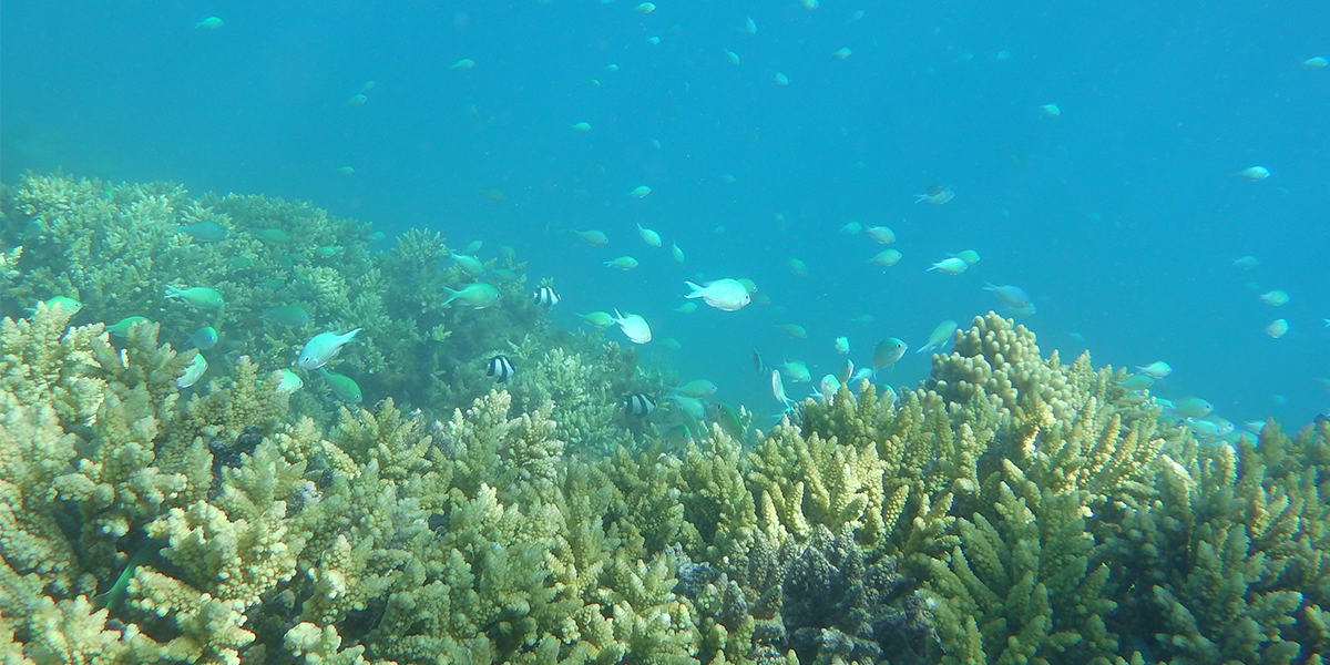 Coral reefs are formed mainly from carbonate minerals and provide an important habitat for many species, Matthew Humphreys.