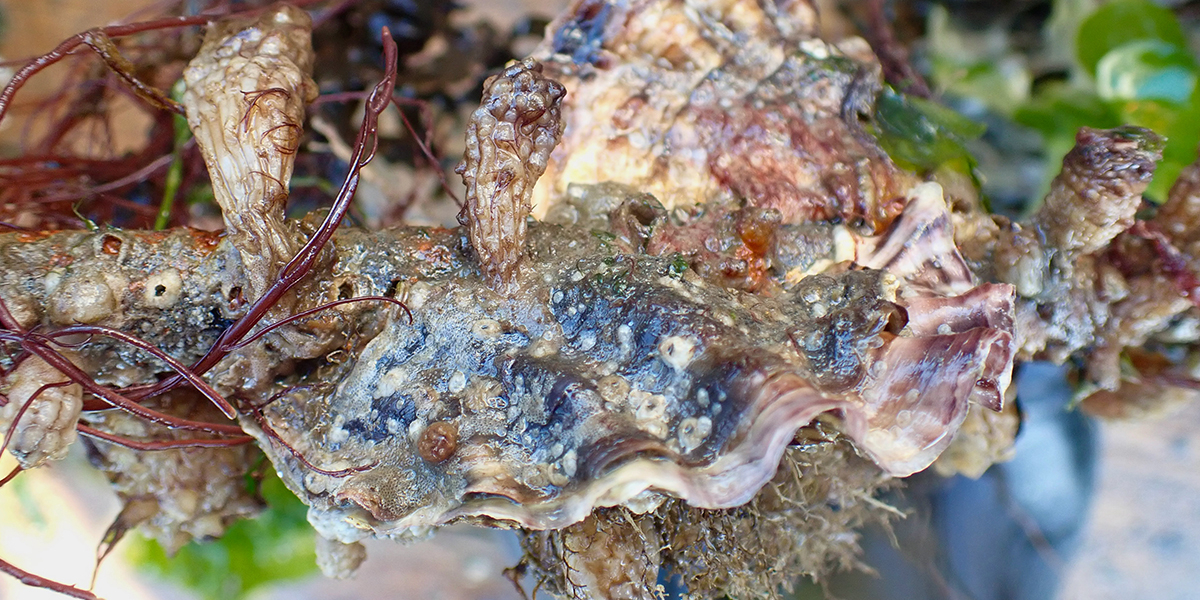 Een Japanse oester (Magallana gigas) op een van de korven met substraat. Op de oester hebben zich weer Japanse knotszakpijpen (Styela clava), zeepokken (Balanus sp.) en wieren gevestigd. (foto: Sterre Witte)