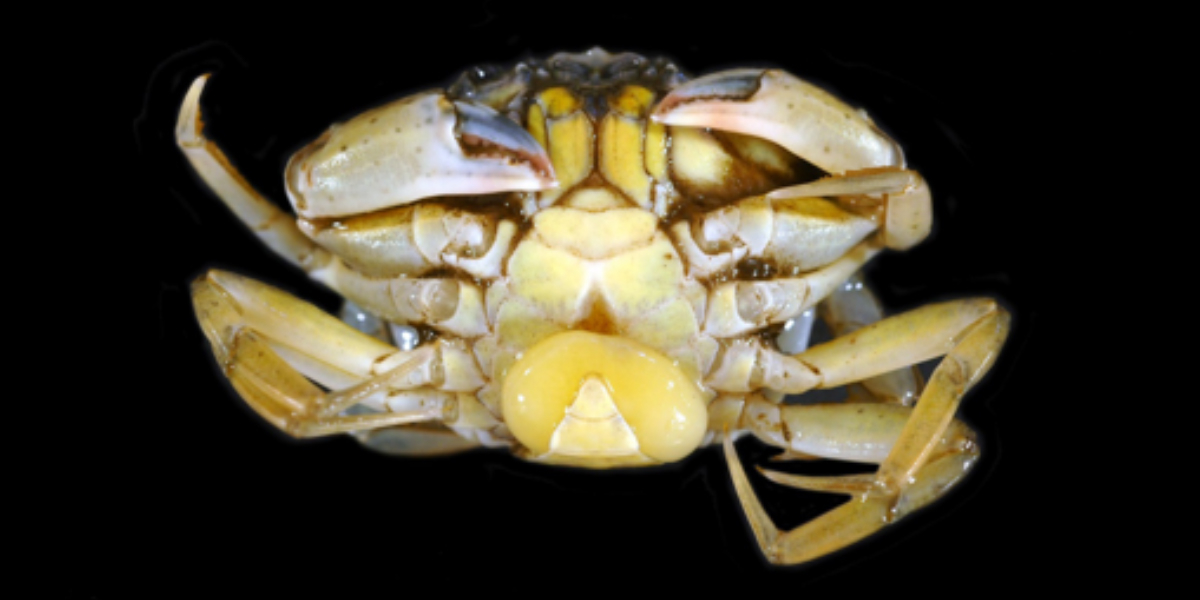 The parasite <I>Sacculina carcini</I> (yellow bulb underneath crab) makes male crabs behave like egg-carrying females and move into deeper waters. Photo: Hans Witte