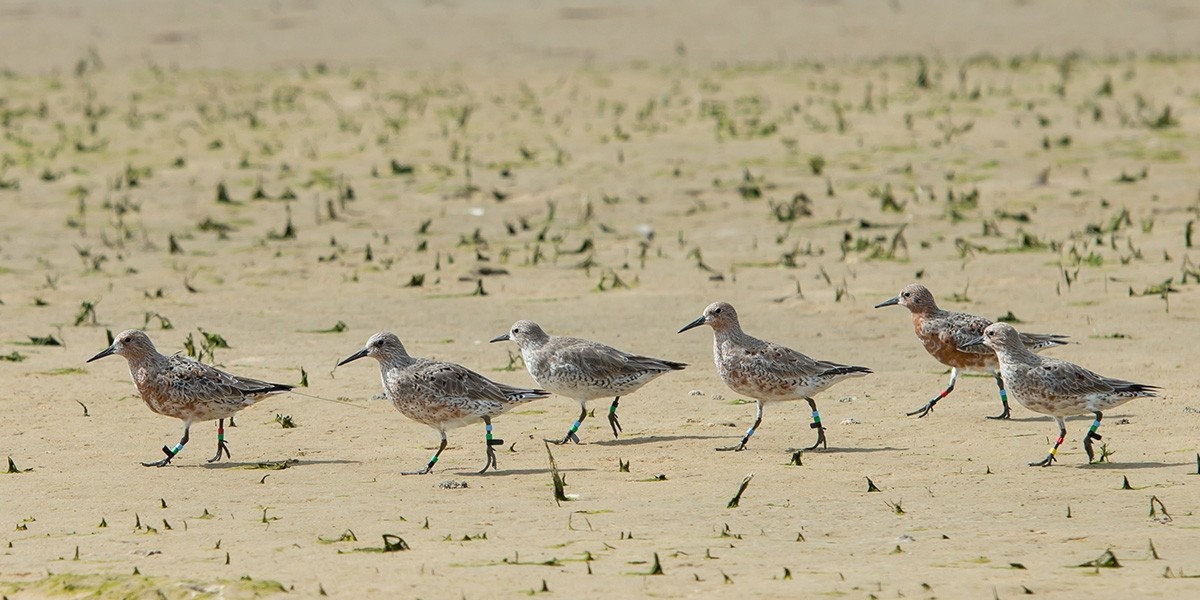 Paula on the mudflats leading the group.