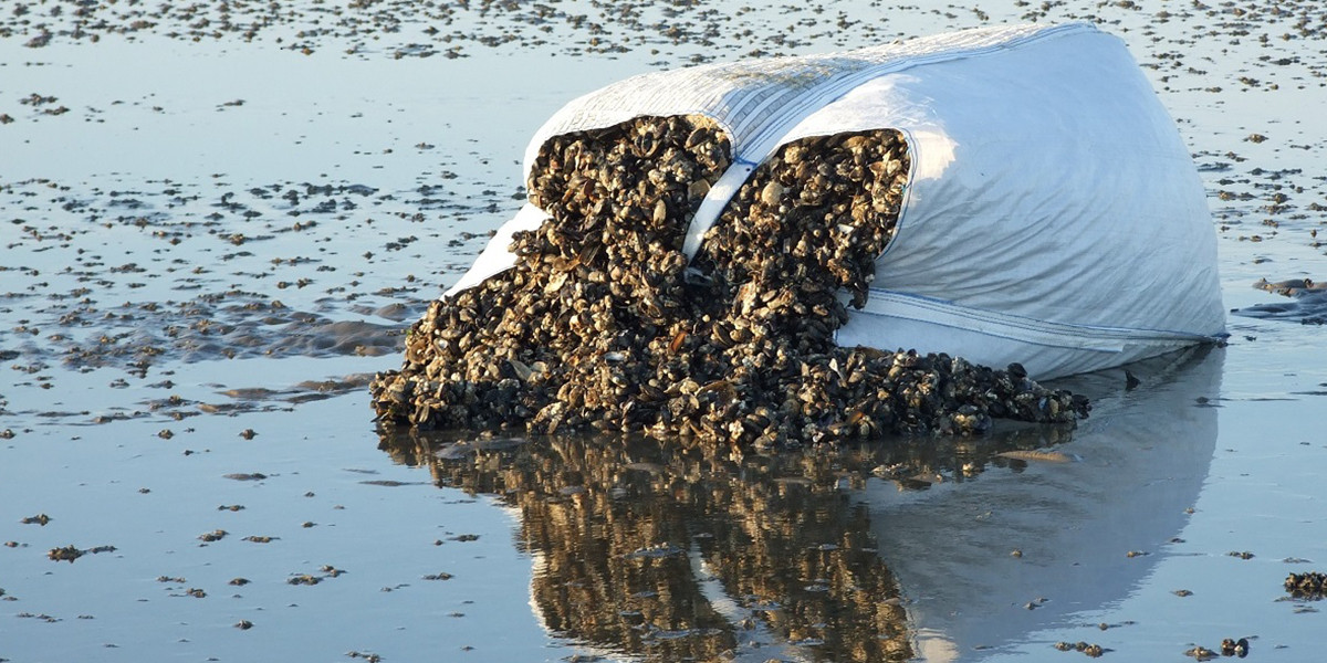 Mosselzak op het wad.