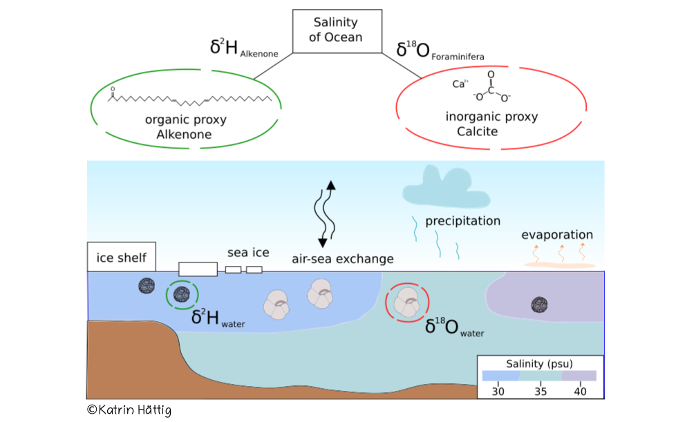 Figure: Concept of paleosalinity reconstruction with hydrogen isotopes measured on biomarker and oxygen isotopes of calcite shells preserved in ocean sediment