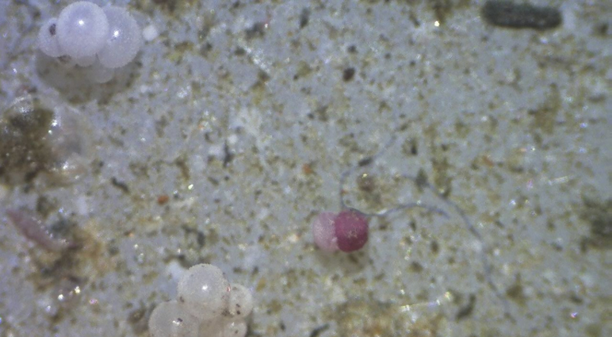 Little critters on the filter: foraminifera