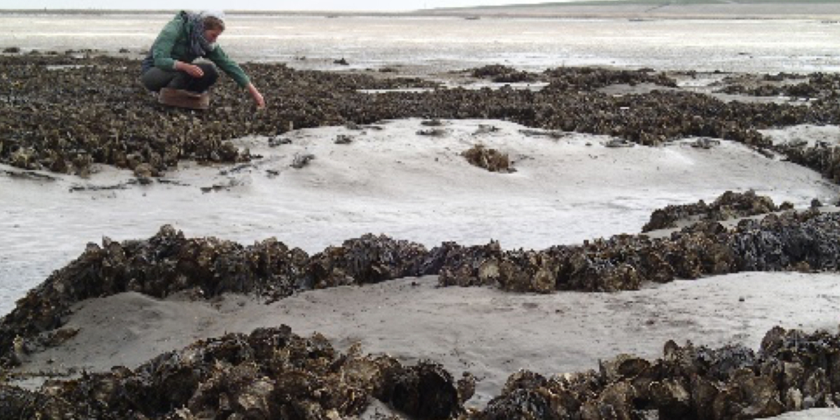 Sampling on a bed of invasive Pacific oysters by Anouk Goedknegt during her PhD project. Photo: David Thieltges