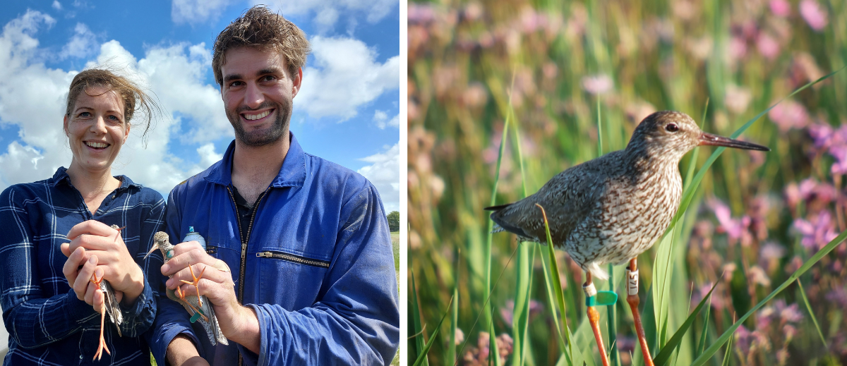 Links: Niels en Rianna laten hun tuutjes los. Rechts: Tureluur met radiozender in Normerpolder, Wieringen.