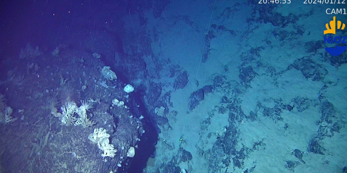 Cold-water corals and sponges growing on a cliff in the deep sea around Curacao. Credits: NIOZ