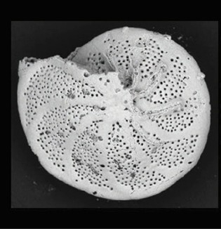 close-up of a foraminifera shell