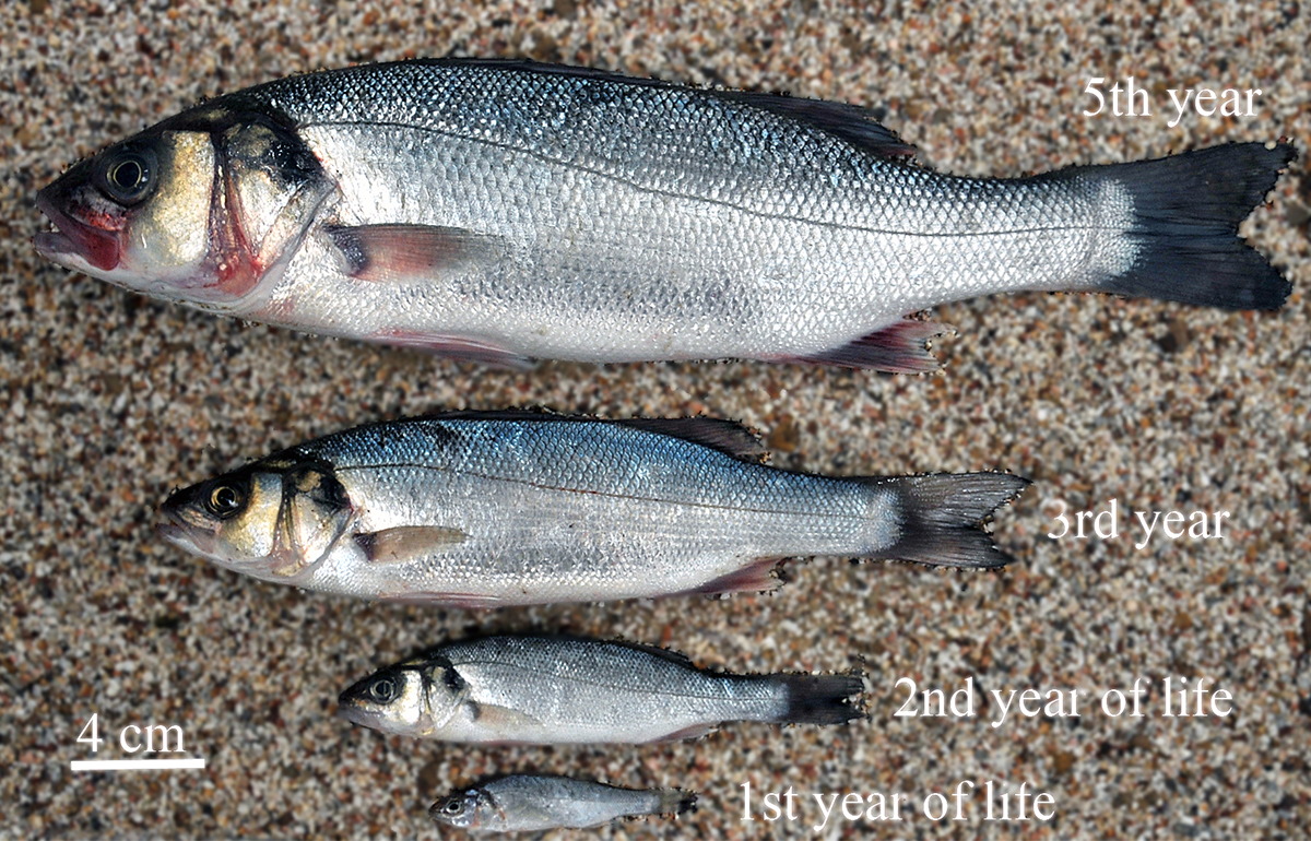 A range of age groups, captured in December. Photo: Peter A. Henderson