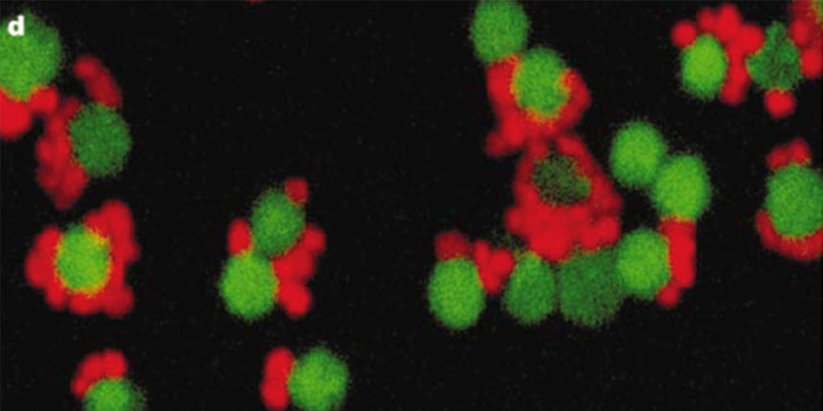 N. equitans (red) attaching to its host I. hospitalis (green). Scale bar = 1 uM. Taken from Huber et al., 2002.