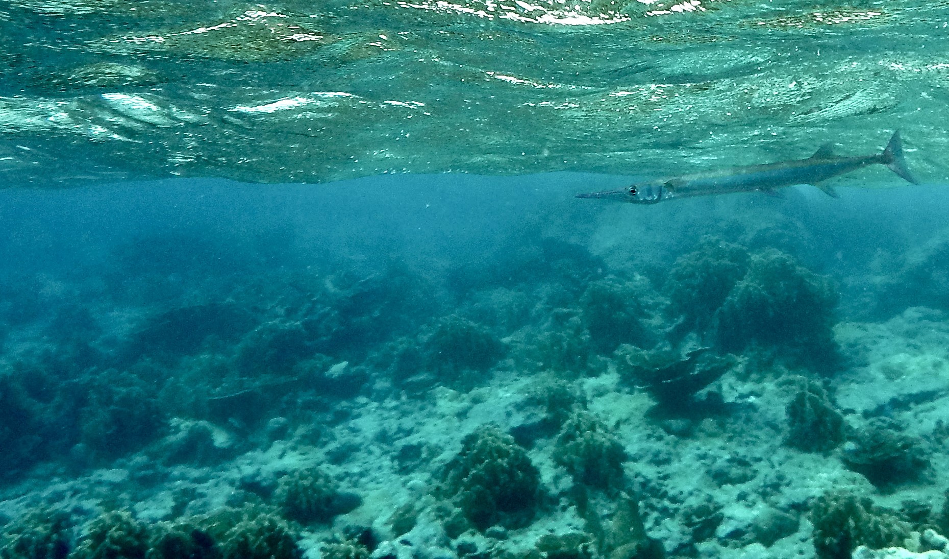 Single redfin needlefish (Strongylura notata) near Caribbean island Curacao. Picture by co-author Juliette Jacquemont.