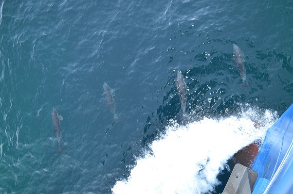 A good start of theday: Dolphins at the bow of RV Pelagia! (Day 6)