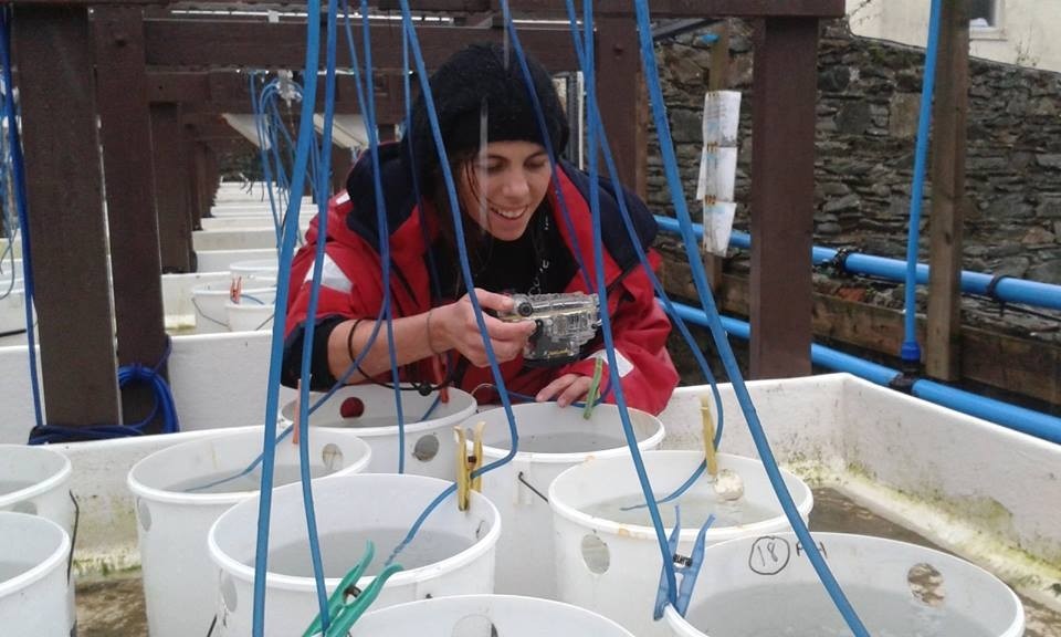working in mesocosms to understand mussel movement on different substrates