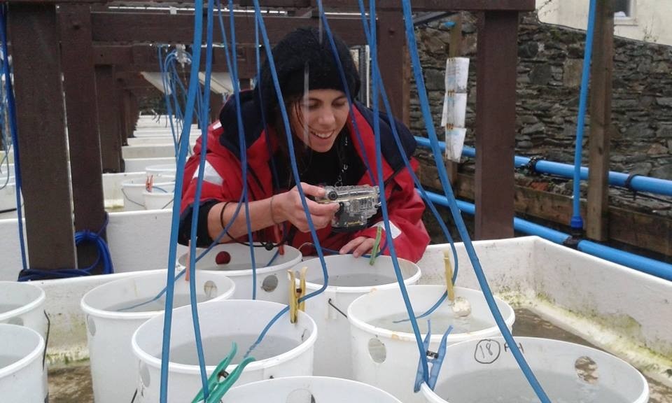 working in mesocosms to understand mussel movement on different substrates