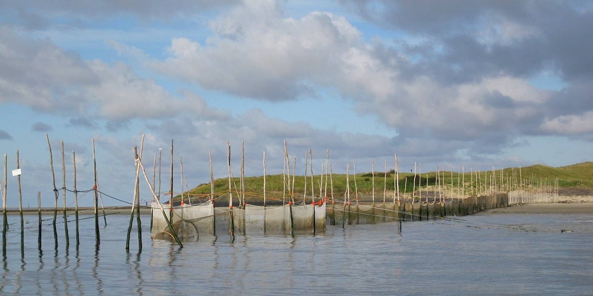 Monitoring the change in population size in the NIOZ-fyke.