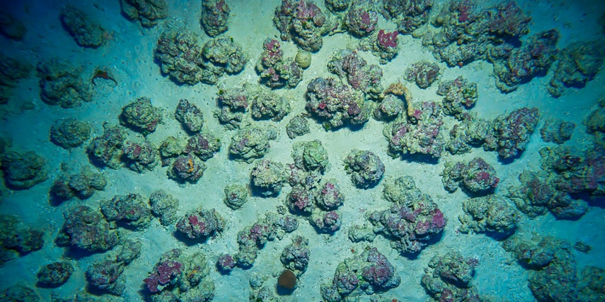 De levende kalkalgtorentjes op de bodem van een van de zinkgaten. Bron: Erik Meesters (WUR Marine)