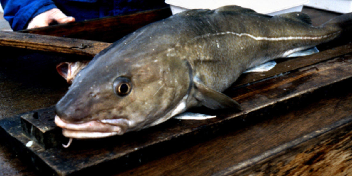 Cod caught in the fyke nets.