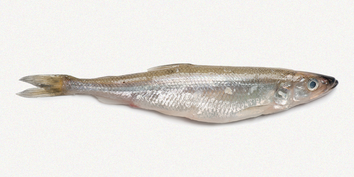 Smelt is a family member of the salmon. Photo: Igor Kovalchuck