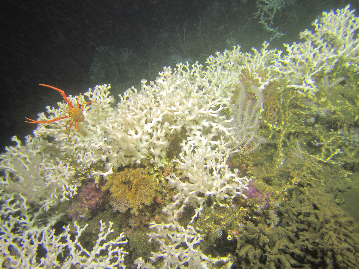 Cold wa­ter coral reef with Loph­elia pertusa in 350 meter wa­ter depth in the centre of the oxy­gen min­imum zone off An­gola in the south­east At­lantic. Photo: MARUM - Cen­ter for Mar­ine En­vir­on­mental Sci­ences, Uni­versity of Bre­men