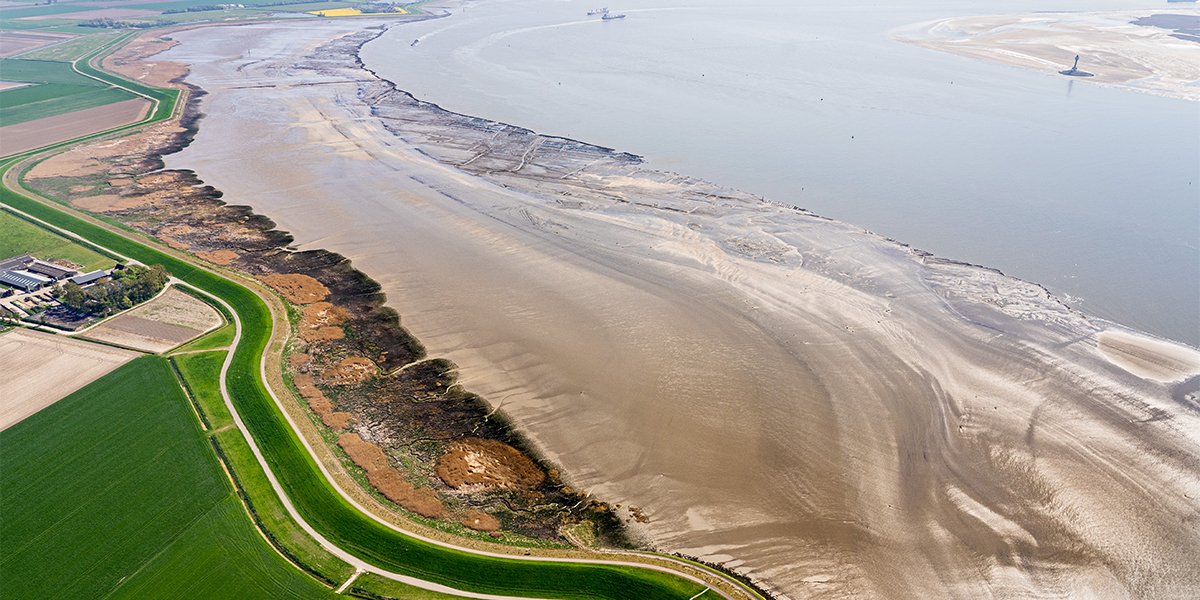 Salt marshes in the Westerschelde (near Rilland). Photo: Edwin Paree