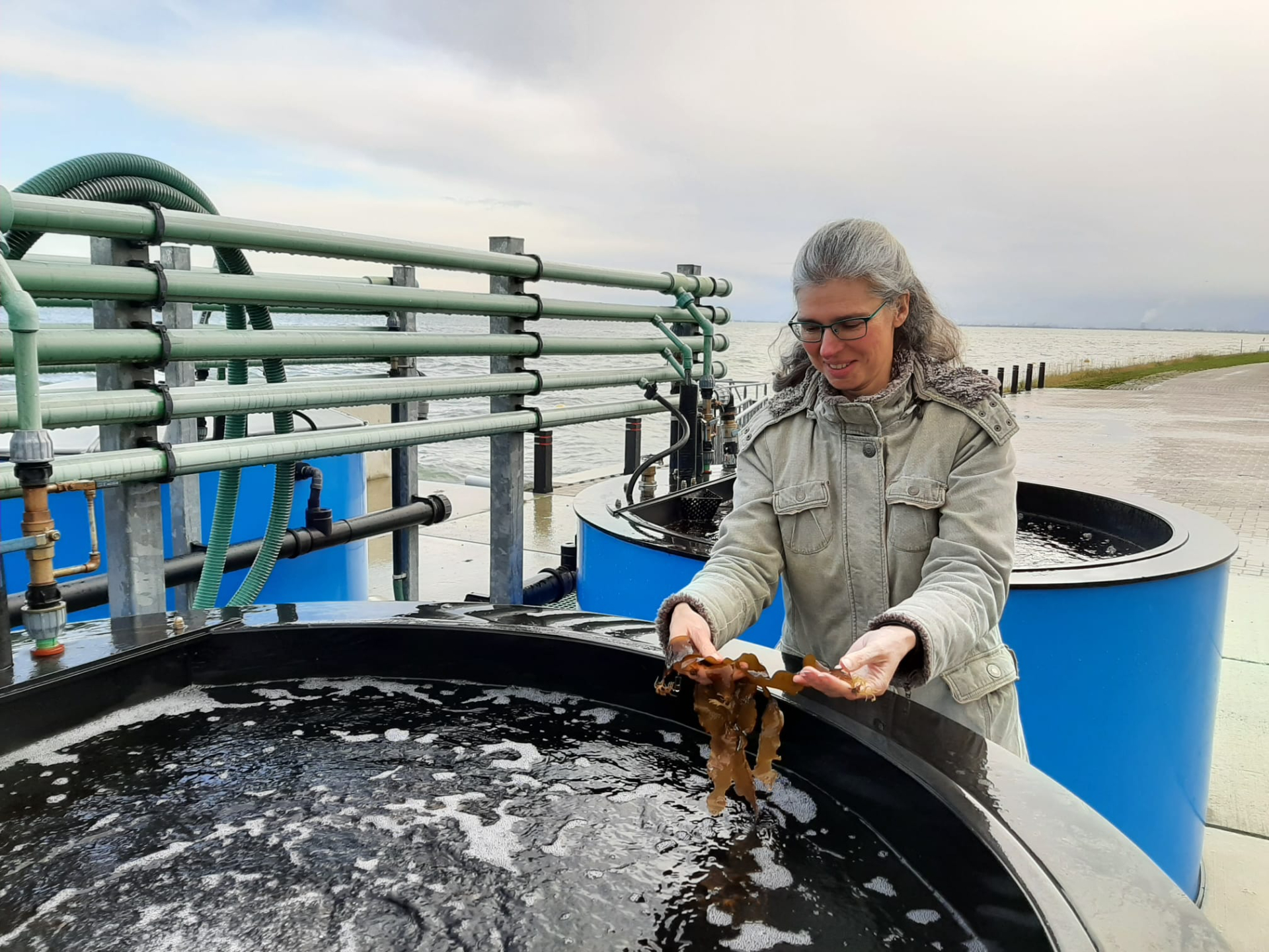 Dorien Derksen with sugar kelp (© NIOZ). 