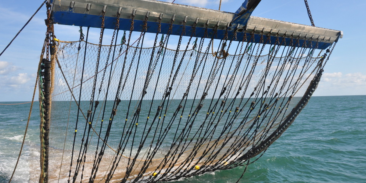 Electric pulse fishing is a fishing technique used in trawl fisheries which produces a limited electric field above the seabed.