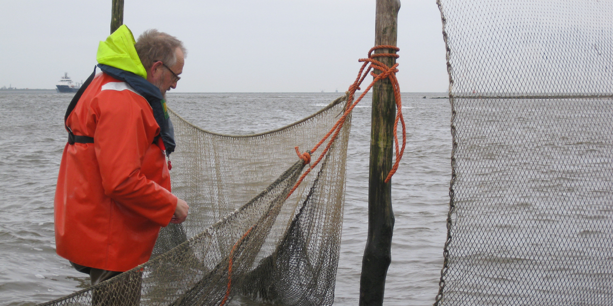 Monitoring the change in population size in the fyke.