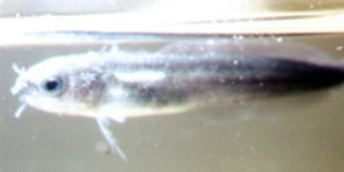 Mackerel-midge. Photo: unknown