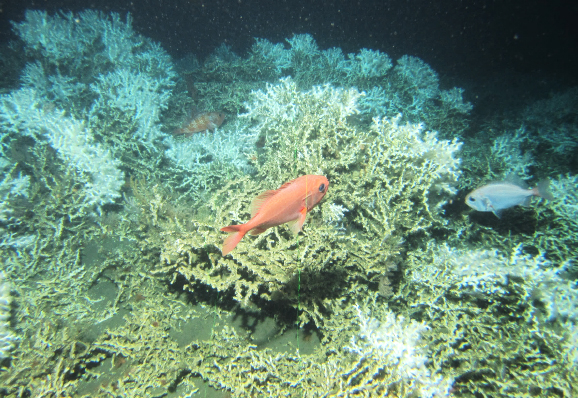 Another example of the cold water corals. Photo: MARUM - Cen­ter for Mar­ine En­vir­on­mental Sci­ences, Uni­versity of Bre­men