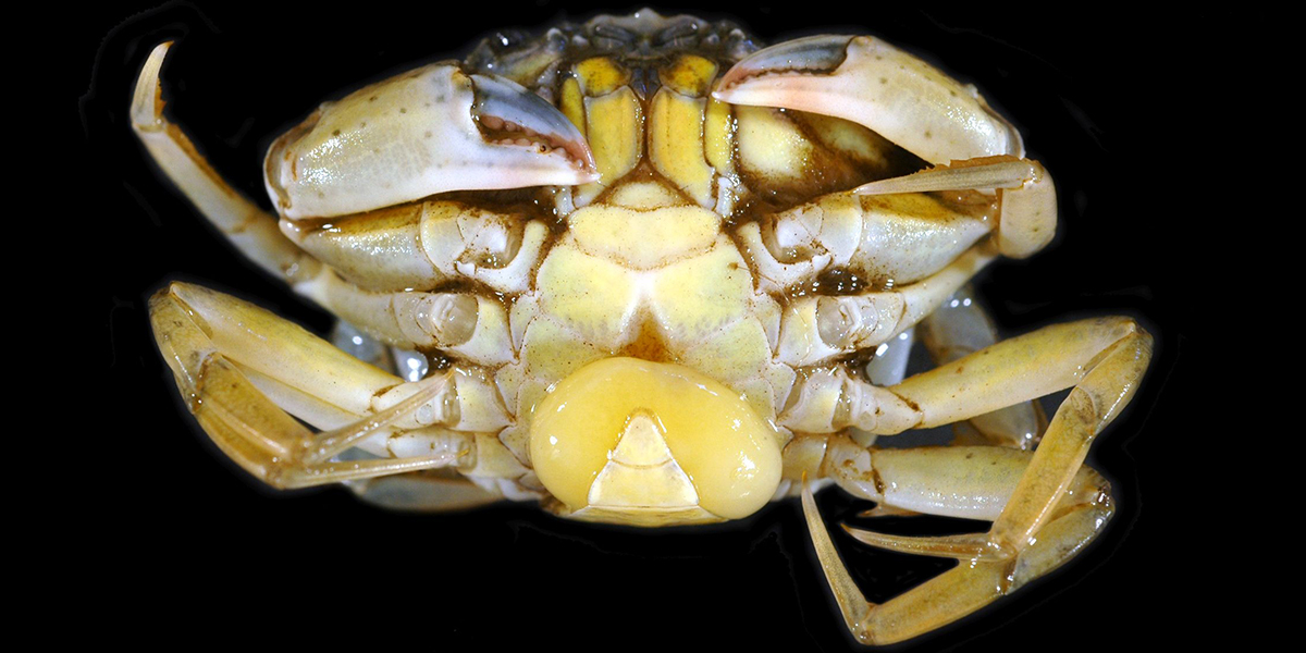 Shorecrab with parasite.