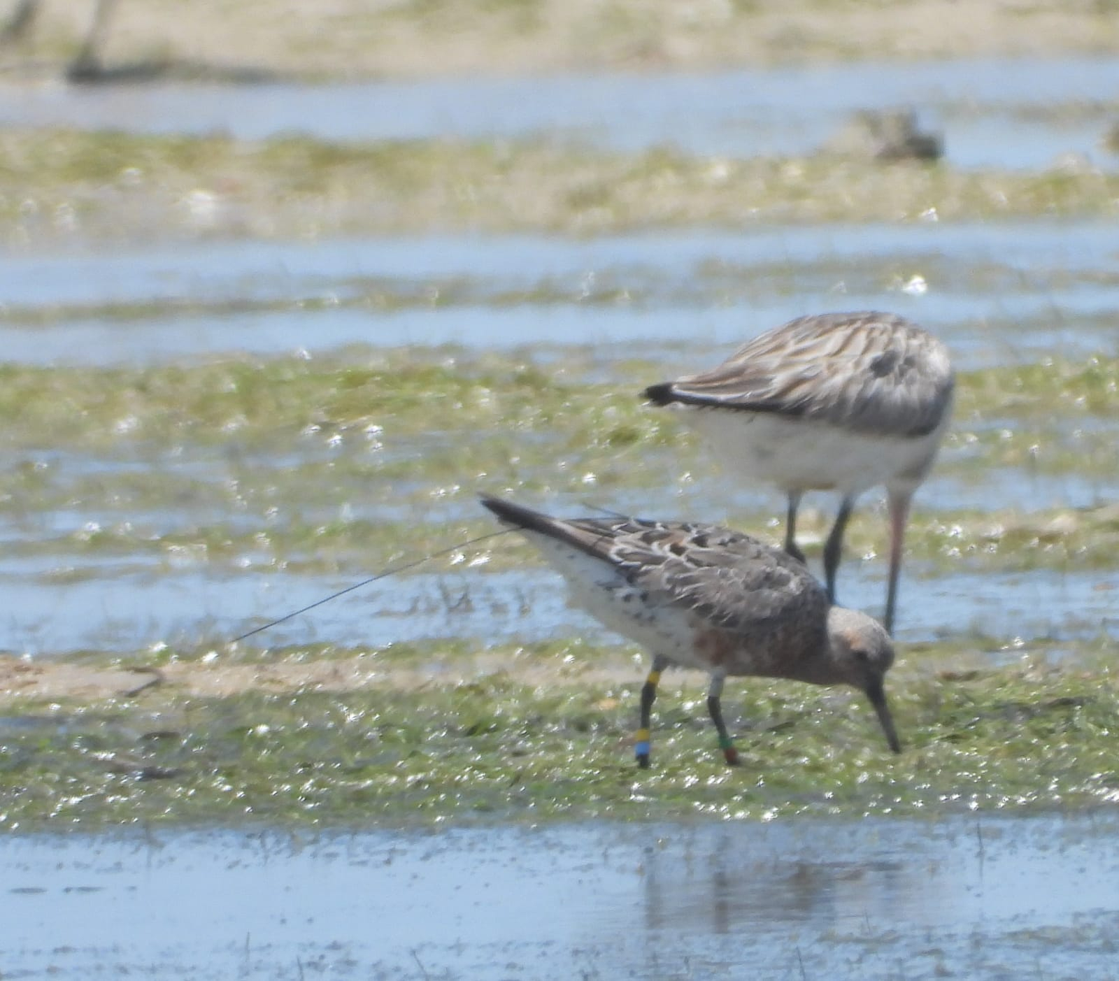 A red knot with a satellite tag. Photo: Tim Oortwijn