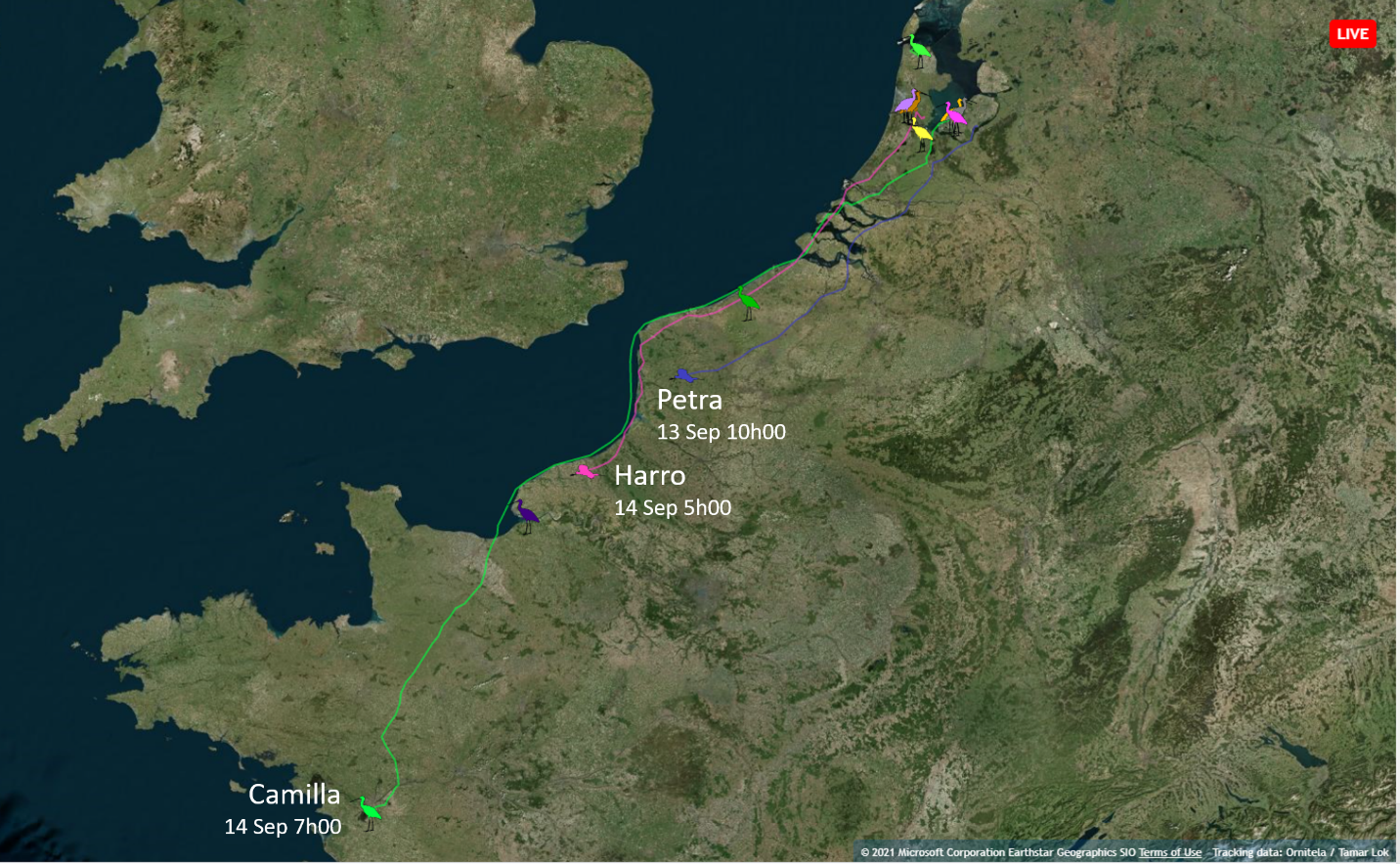 Spoonbills Petra, Camilla and Harro departed in the past two days. 