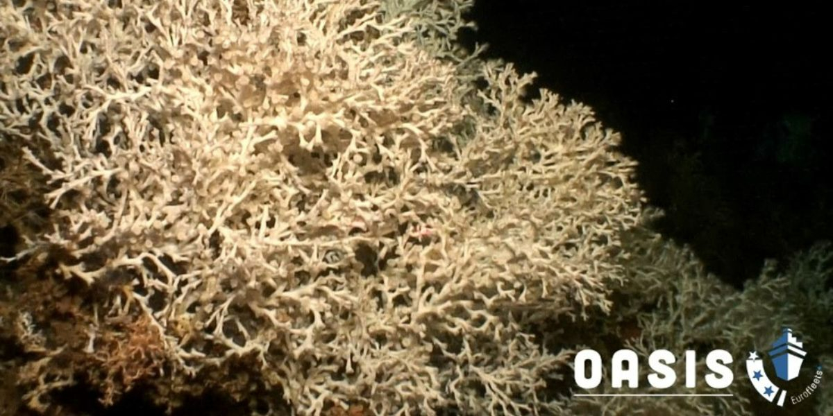 Thriving Lophelia reef on top of the Gatifas Bank