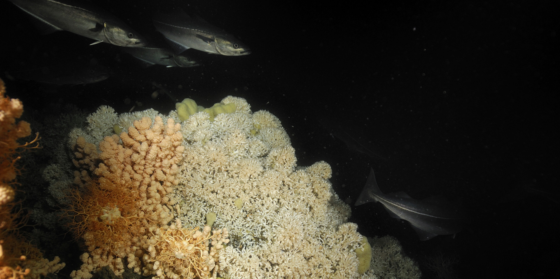 Cold Water Corals reefs are high biodiversity oases in the deep ocean. Photo Solvin Zankl