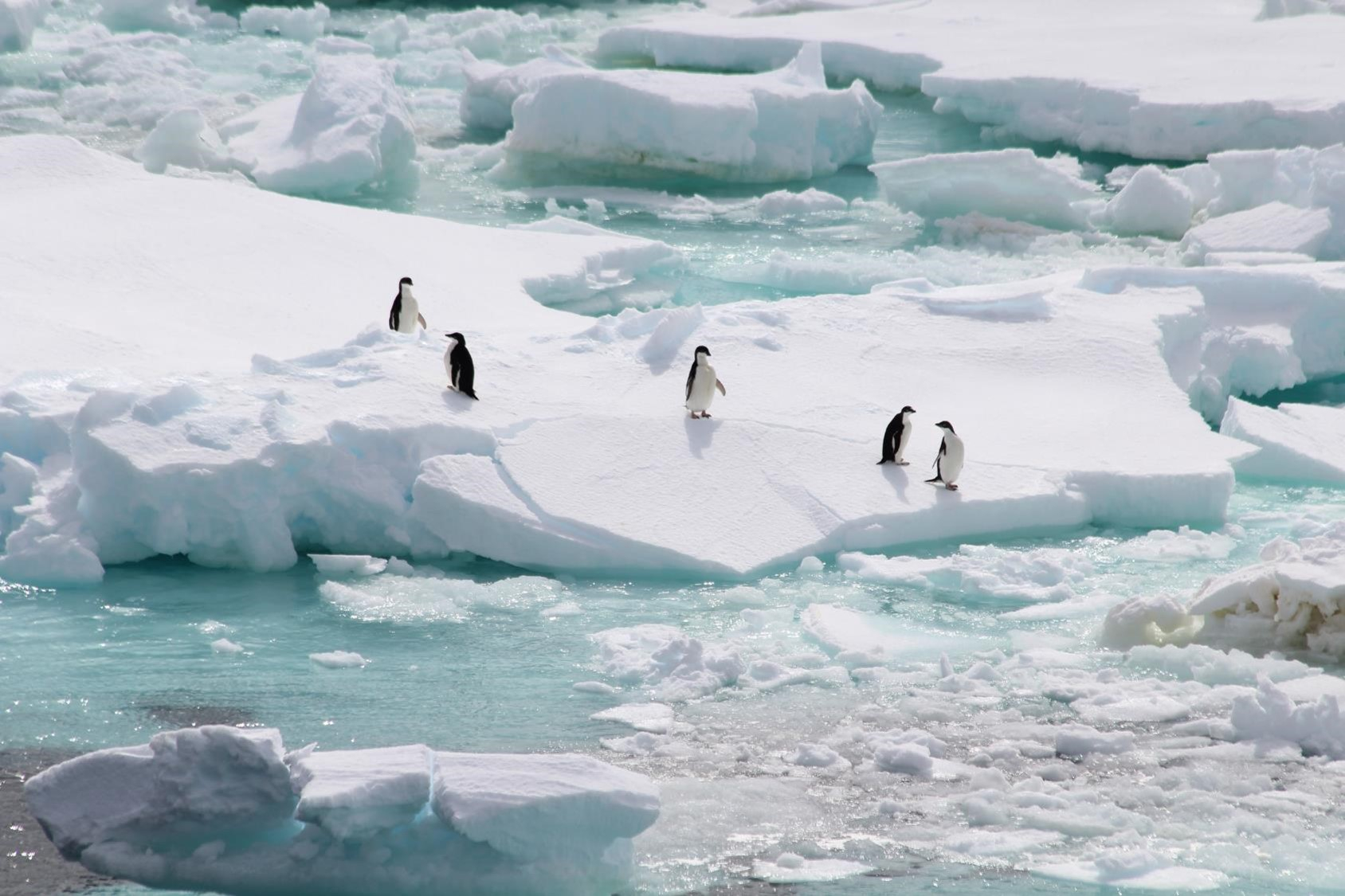 Adelie pinguins. Photo: Sharyn Ossebaar