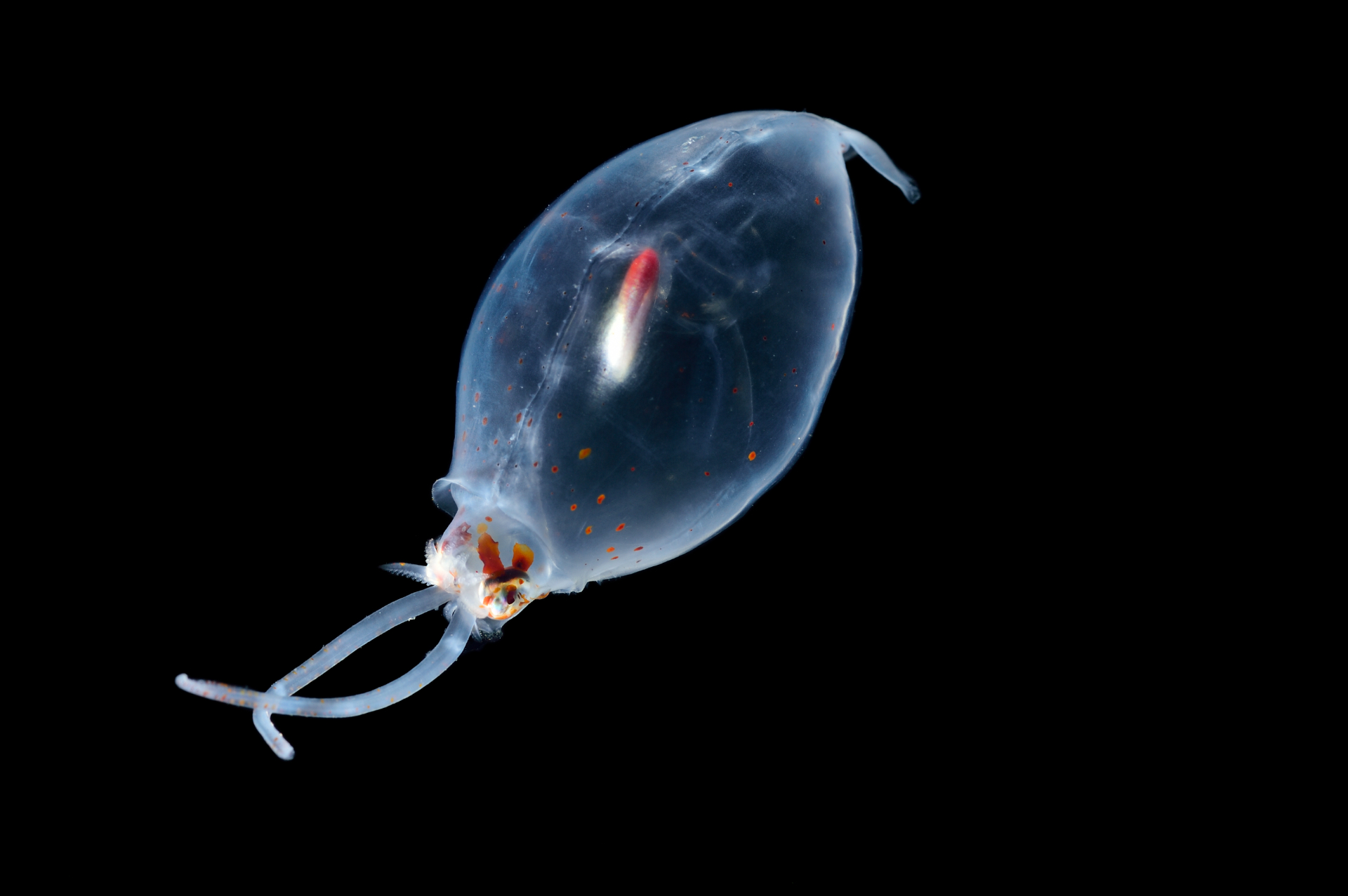 The deep-sea squid Liocranchia reinhardti lives in shallow waters as juveniles and descends into deeper waters as it matures. This squid species is a known prey species of Cuvier’s beaked whales. Picture: Solvin Zankl.